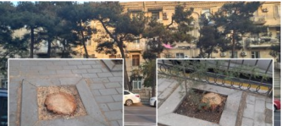 Bakıda "yaşıl soyqırım": - Nazirliyin binası qarşısında ağacları kəsdilər FOTO