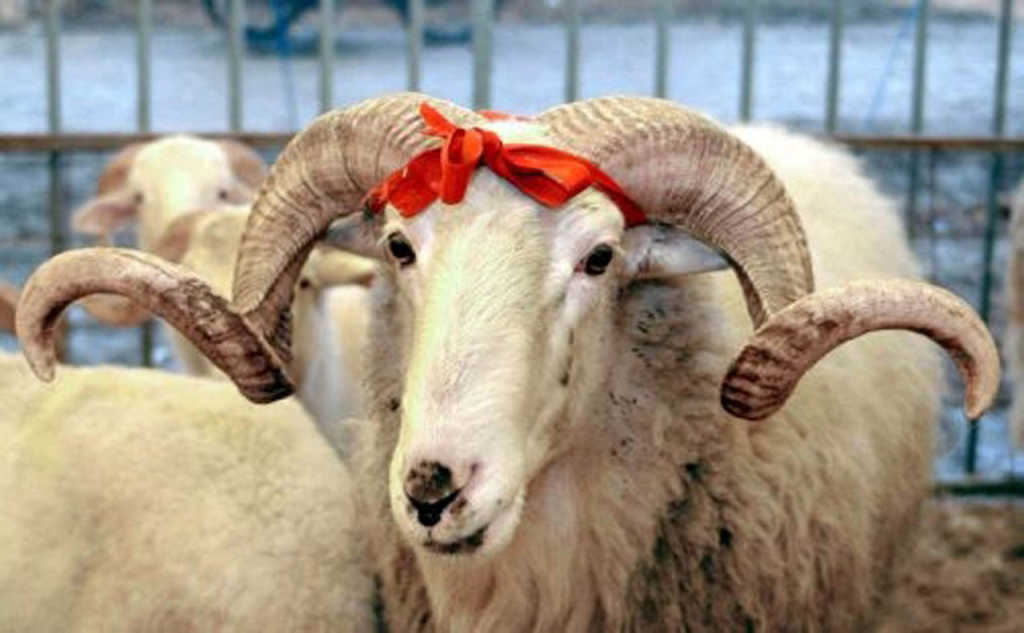Qurban Bayramı: Vəhdət, Rəhmət və Xidmətin Simvolu