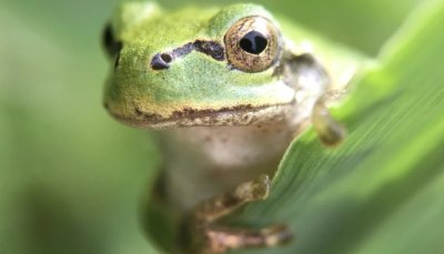 Şok nəticə: xərçəng hüceyrələrini tam məhv edən bakteriyalar aşkarlandı